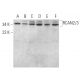 RCAN2/3 Antibody (B-9) - Western Blotting - Image 385298 
