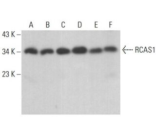 RCAS1 Antibody (C-10) - Western Blotting - Image 378438 