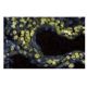 RCC1 Antibody (9) - Immunofluorescence - Image 60677 