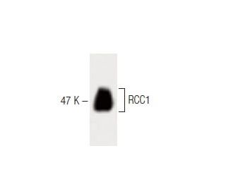RCC1 Antibody (9) - Western Blotting - Image 60430 