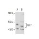 RCC1 Antibody (9) - Western Blotting - Image 109671