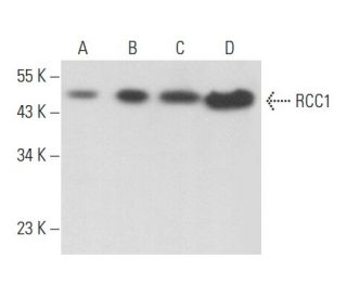 western blotting image from recommended RCC1 (E-6) monoclonal antibody replacement. Image 357166