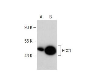RCC1 Antibody (C-6) - Western Blotting - Image 149985 