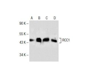 RCC1 Antibody (F-2) - Western Blotting - Image 153719 