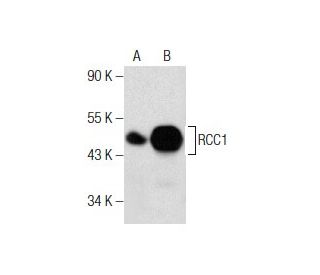 RCC1 Antibody (H-5): sc-376715