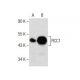 RCC1 Antibody (H-5) - Western Blotting - Image 158370 