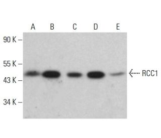 RCC1 Antibody (H-5) - Western Blotting - Image 380361 
