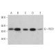 RCC1 Antibody (H-5) - Western Blotting - Image 380361 