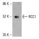 RCC1 Antibody (H-5) - Western Blotting - Image 414830