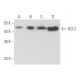 western blotting image from recommended RCC1 (E-6) monoclonal antibody replacement. Image 357166