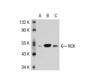 RCK Antibody (YZ-14) - Western Blotting - Image 38865 