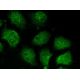 RCL Antibody (A-7) - Immunofluorescence - Image 145488 