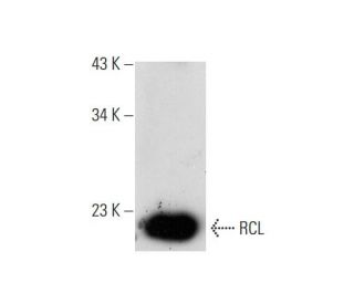 RCL Antibody (A-7) - Western Blotting - Image 143557 