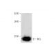 RCL Antibody (A-7) - Western Blotting - Image 143557 