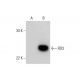 RD3 Antibody (A-9) - Western Blotting - Image 288955