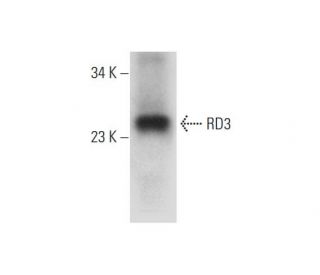 RD3 Antibody (A-9) - Western Blotting - Image 326501 