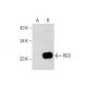 RD3 Antibody (B-10) - Western Blotting - Image 159453