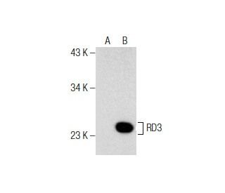 RD3 Antibody (B-8) - Western Blotting - Image 155809