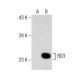 RD3 Antibody (B-8) - Western Blotting - Image 155809