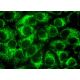 RD3 Antibody (D-11) - Immunofluorescence - Image 370372
