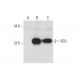 RD3 Antibody (D-11) - Western Blotting - Image 326502 