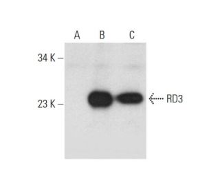 RD3 Antibody (D-11) - Western Blotting - Image 326502