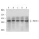 RDH10 Antibody (F-6) - Western Blotting - Image 314049 