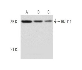 RDH11 Antibody (F-1) - Western Blotting - Image 318571 