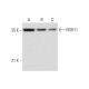 RDH11 Antibody (F-1) - Western Blotting - Image 318571 