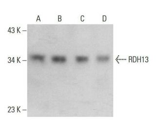 RDH13 Antibody (E-2) - Western Blotting - Image 348587