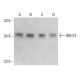 RDH13 Antibody (E-2) - Western Blotting - Image 348587