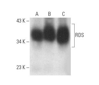 RDS Antibody (E-5) - Western Blotting - Image 389115 