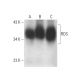 RDS Antibody (E-5) - Western Blotting - Image 389115 