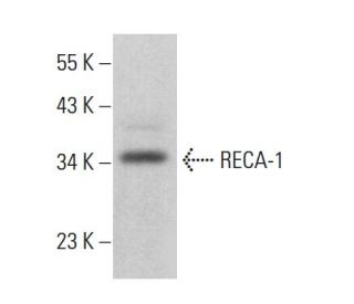 RECA-1 Antibody (RECA-1) - Western Blotting - Image 378469