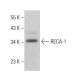 RECA-1 Antibody (RECA-1) - Western Blotting - Image 378469