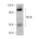 RECK Antibody (G-4) - Western Blotting - Image 363233