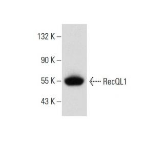 RecQL1 Antibody (C-5): sc-271437