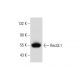 RecQL1 Antibody (C-5) - Western Blotting - Image 134100