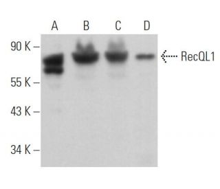 RecQL1 Antibody (C-5) - Western Blotting - Image 362319 