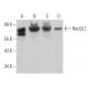 RecQL1 Antibody (C-5) - Western Blotting - Image 362319 