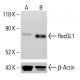 RecQL1 Antibody (C-5) - Western Blotting - Image 414000 