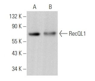 RecQL1 Antibody (F-11) - Western Blotting - Image 357194 