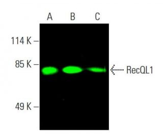 RecQL1 Antibody (A-9) - Western Blotting - Image 387271