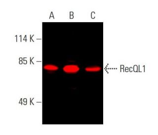 RecQL1 Antibody (A-9) - Western Blotting - Image 387272