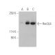 RecQL4 Antibody (B-3) - Western Blotting - Image 400815