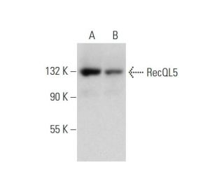 RecQL5 Antibody (C-9) - Western Blotting - Image 333758 