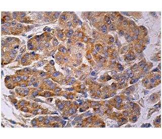 REDD-1 Antibody (A-4) - Immunohistochemistry - Image 159970 