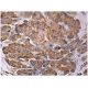 REDD-1 Antibody (A-4) - Immunohistochemistry - Image 159970 