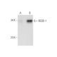 REDD-1 Antibody (A-4) - Western Blotting - Image 129844