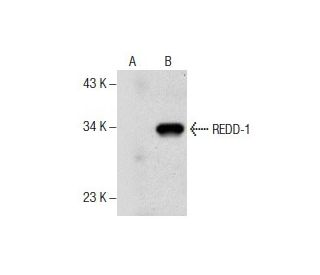 REDD-1 Antibody (B-3) - Western Blotting - Image 157720